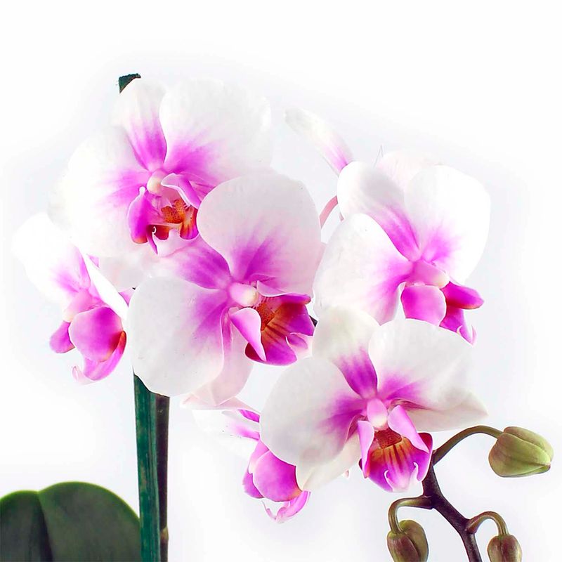 Mini-orquidea-ESPECIAL-decorativa-para-interiores