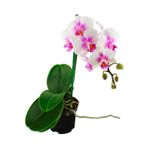 Mini-orquidea-ESPECIAL-decorativa-para-interiores