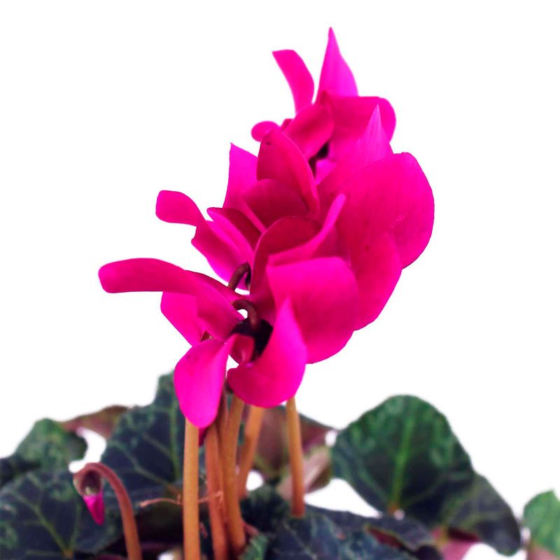 Mini-ciclamen-decorativa-para-interiores
