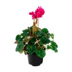 Mini-ciclamen-decorativa-para-interiores