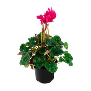 Mini ciclamen - MULTIFLOR