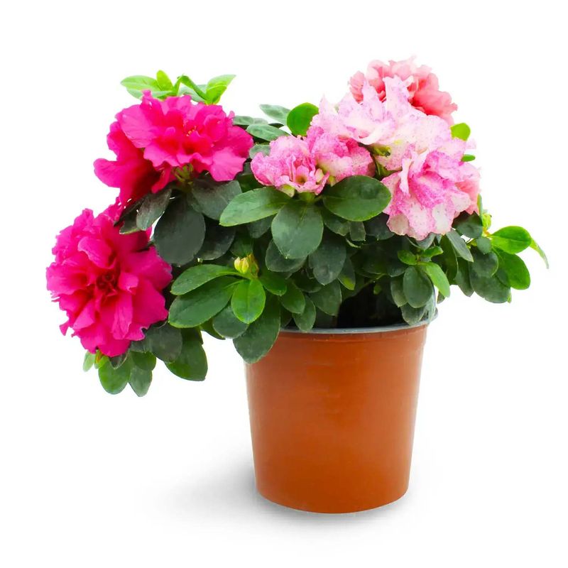 Azalea-planta-ornamental-con-floracion-abundante