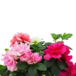 Azalea-planta-ornamental-con-floracion-abundante