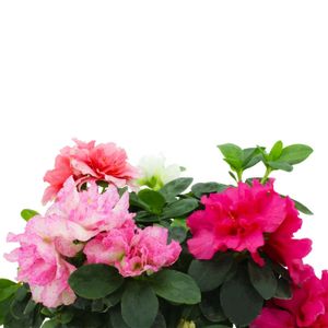 Azalea - FRESFLOR