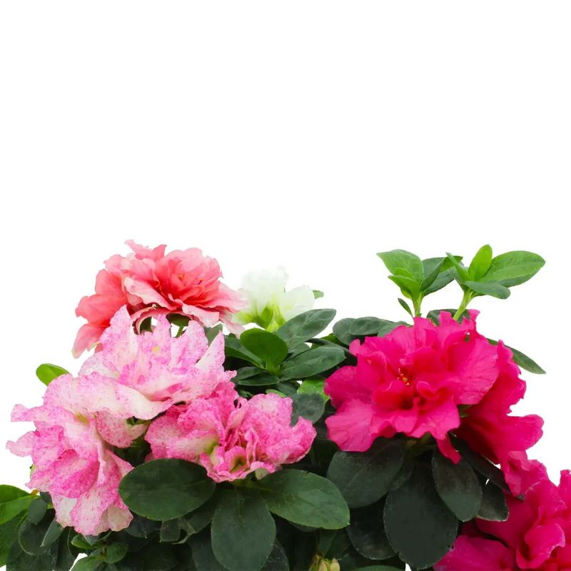 Azalea-planta-ornamental-con-floracion-abundante