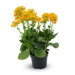 Kalanchoa - MULTIFLOR