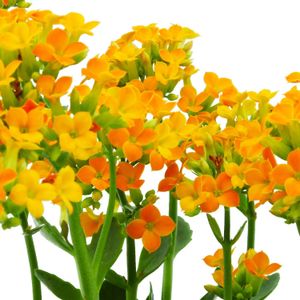 Kalanchoa - MULTIFLOR