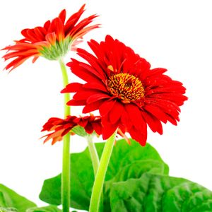 Gerbera - MULTIFLOR