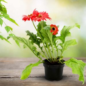 Gerbera - MULTIFLOR