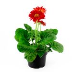 Gerbera-decorativa-para-interiores