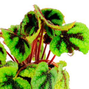 Begonia REX - MULTIFLOR