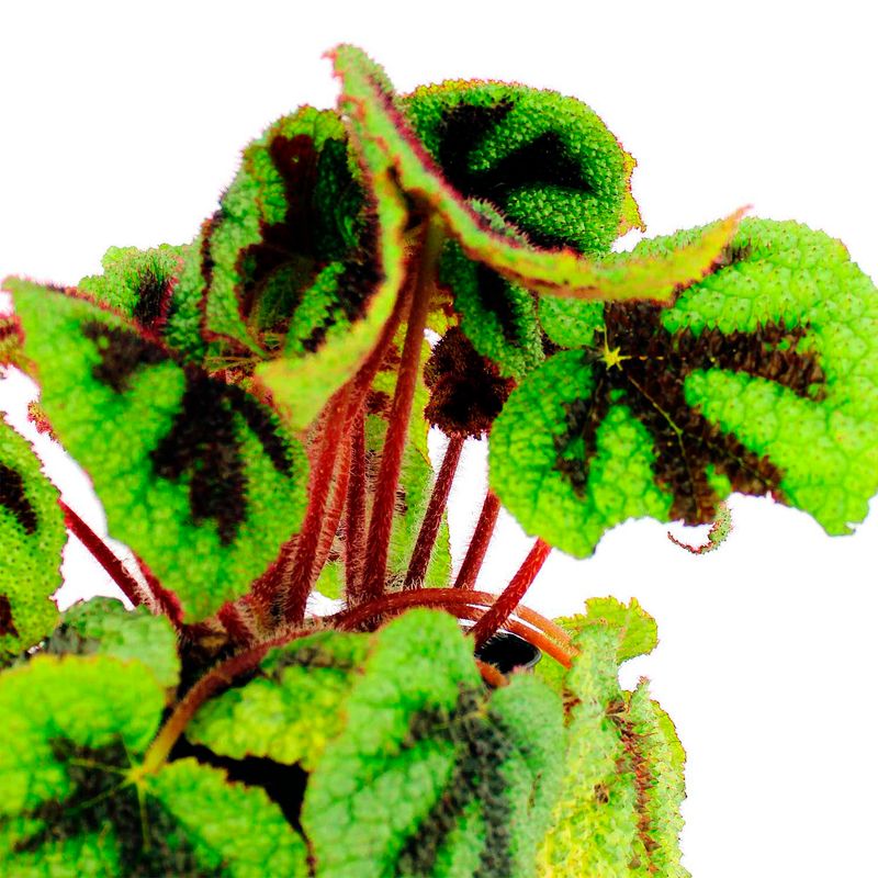 Begonia-REX-decorativa-para-interiores