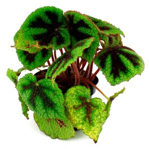 Begonia REX - MULTIFLOR