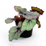 Begonia-REX-decorativa-para-interiores