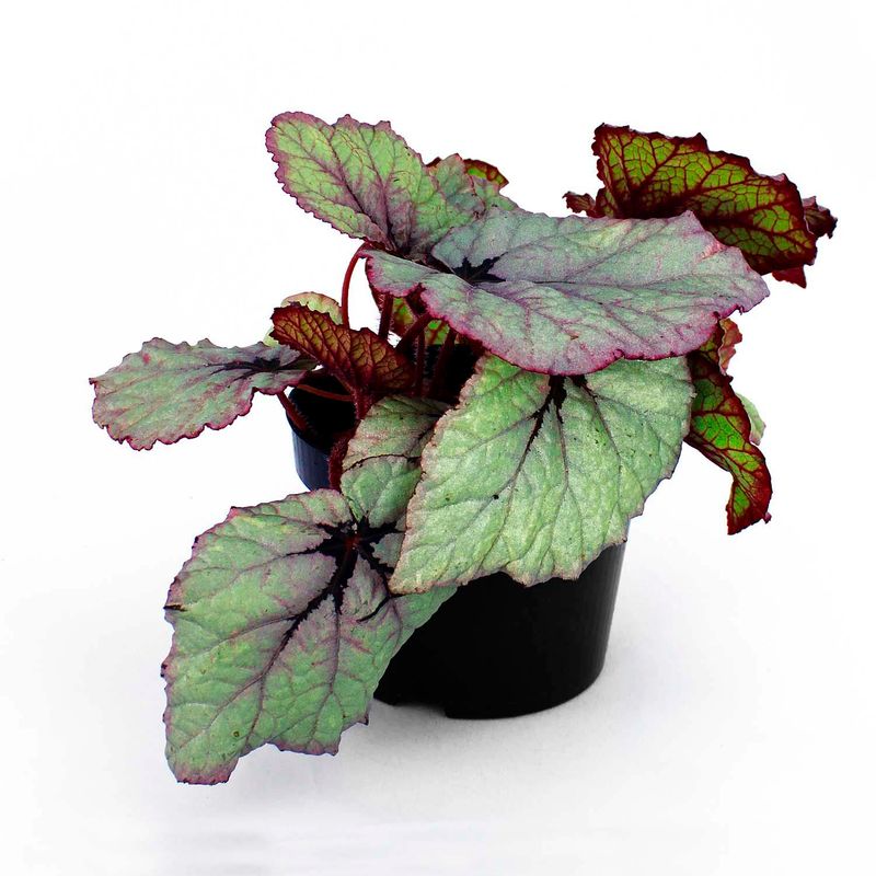 Begonia-REX-decorativa-para-interiores