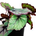 Begonia-REX-decorativa-para-interiores