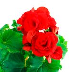 Begonia-elatior-decorativa-para-interiores