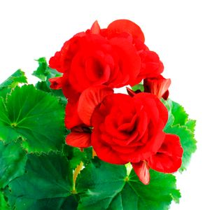 Begonia elatior - MULTIFLOR