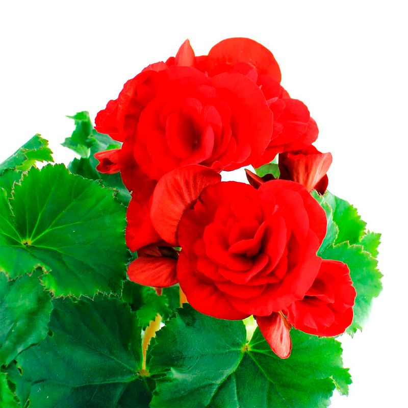 Begonia-elatior-decorativa-para-interiores