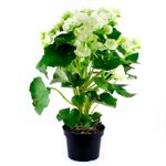 Begonia-elatior-decorativa-para-interiores
