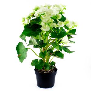 Begonia elatior - MULTIFLOR