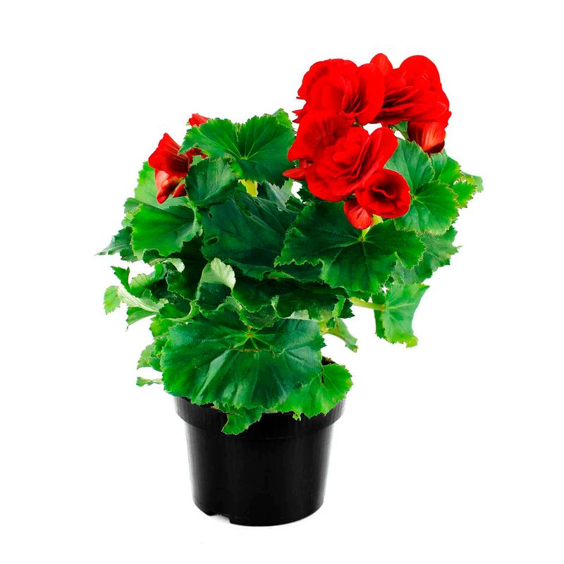 Begonia-elatior-decorativa-para-interiores