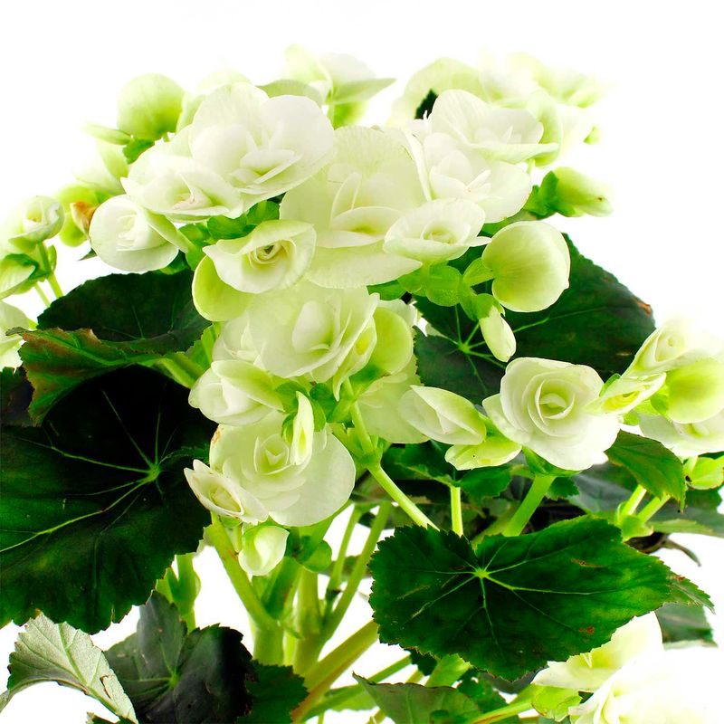 Begonia-elatior-decorativa-para-interiores