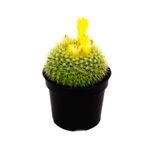 Mini-cactus-decorativa-para-interiores
