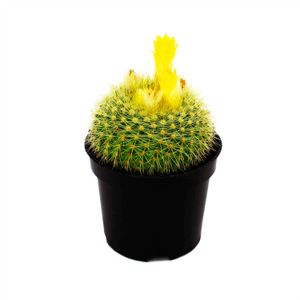 Mini cactus - MULTIFLOR