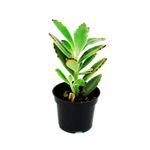 Mini-cactus-decorativa-para-interiores