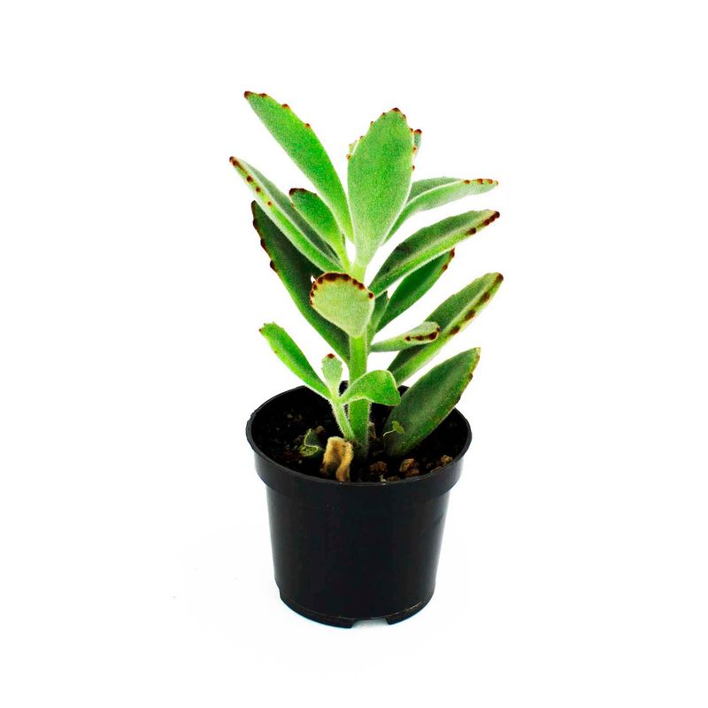 Mini-cactus-decorativa-para-interiores