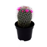 Mini-cactus-decorativa-para-interiores