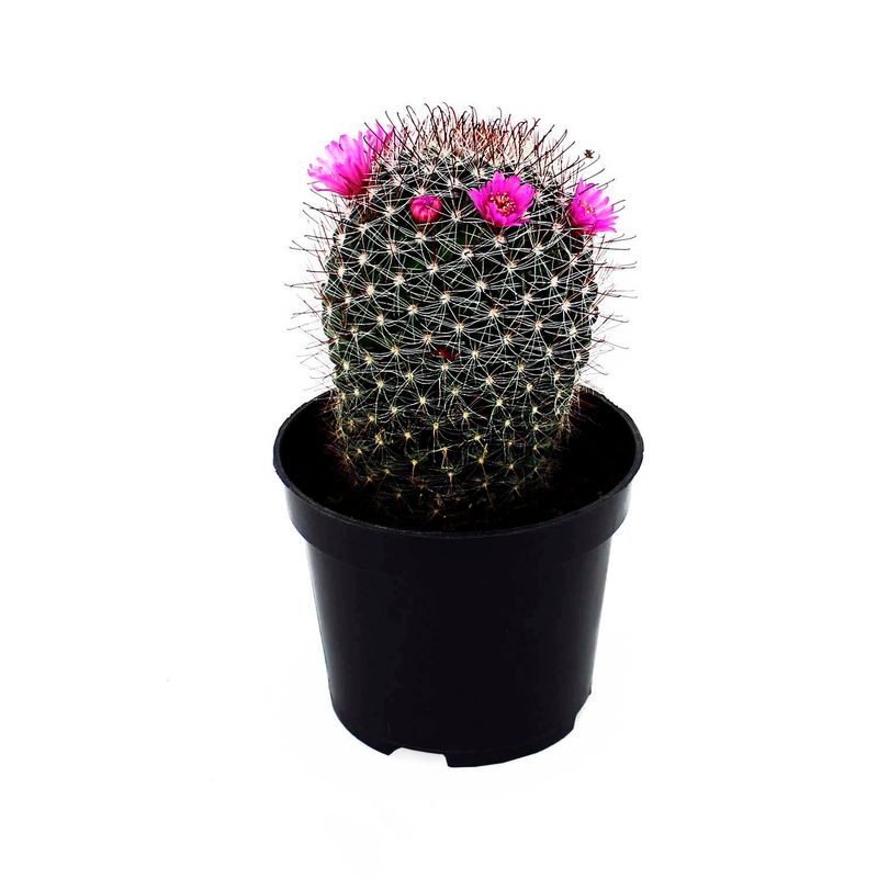 Mini-cactus-decorativa-para-interiores