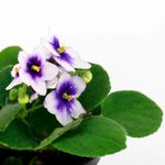 Mini-violeta-africana-decorativa-para-interiores
