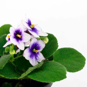 Mini violeta - MULTIFLOR