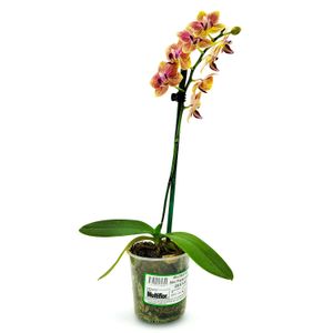 Orquídea mini multifloral hojas de varios colores