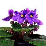 Flor-primula-de-violeta-africana-decorativa-para-interiores