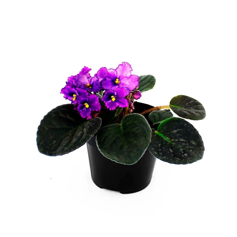 Flor-primula-de-violeta-africana-decorativa-para-interiores