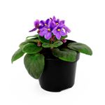 Flor-primula-de-violeta-africana-decorativa-para-interiores