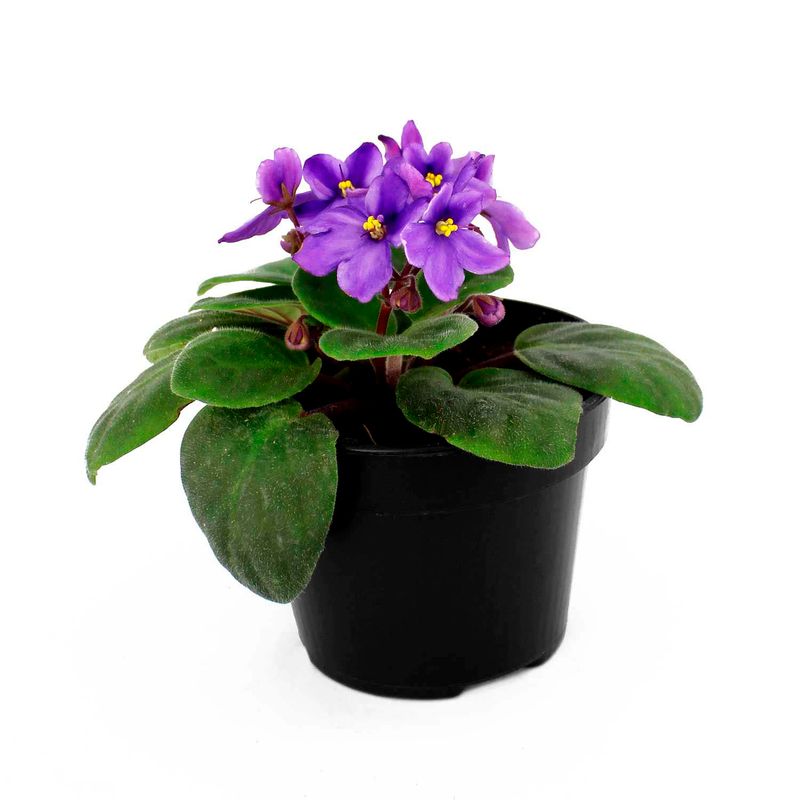 Flor-primula-de-violeta-africana-decorativa-para-interiores