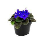 Flor-primula-de-violeta-africana-decorativa-para-interiores