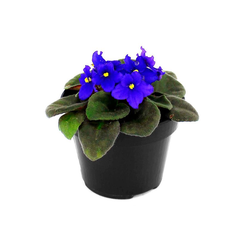 Flor-primula-de-violeta-africana-decorativa-para-interiores