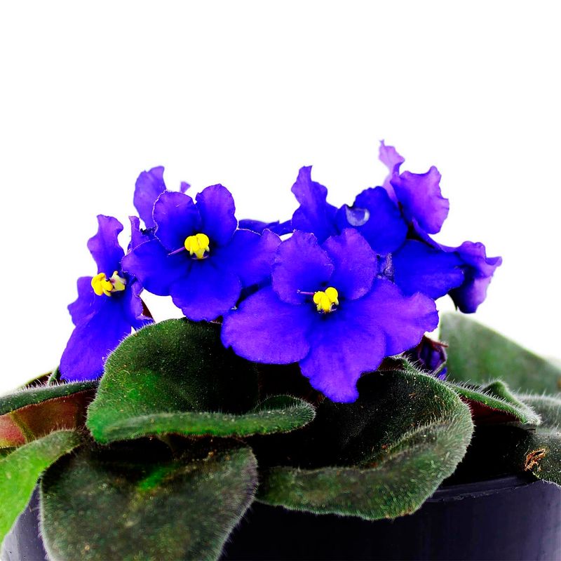 Flor-primula-de-violeta-africana-decorativa-para-interiores