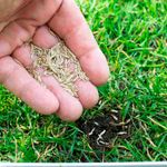 Semilla-de-cesped-de-tipo-alfombra-para-uso-deportivo-y-decorativo-en-jardines-de-clima-calido-tipo-COSTA--1-lb