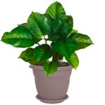 Macetero-plastico-redondo-FLORA-de-50-cm-con-base