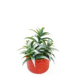 Maceta-plastica-decorativa-de-14-cm-x-15-cm-para-pared
