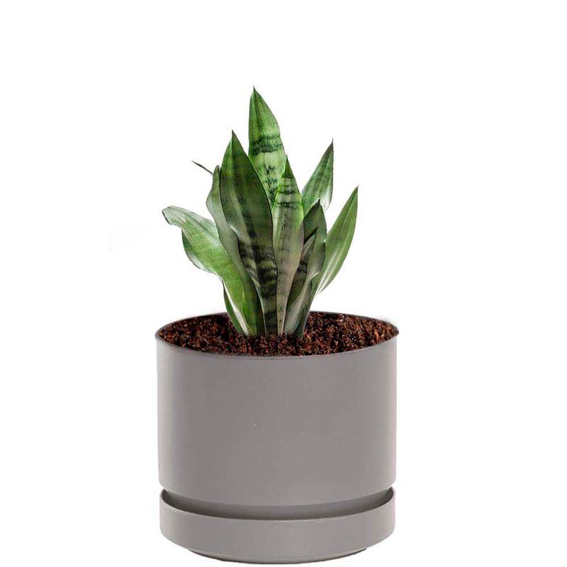 Maceta-plastica-circular-grande-MARBELO-de-25-cm-con-base