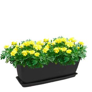 Maceta plástica rectangular MARELO pequeña con base - PLAPASA