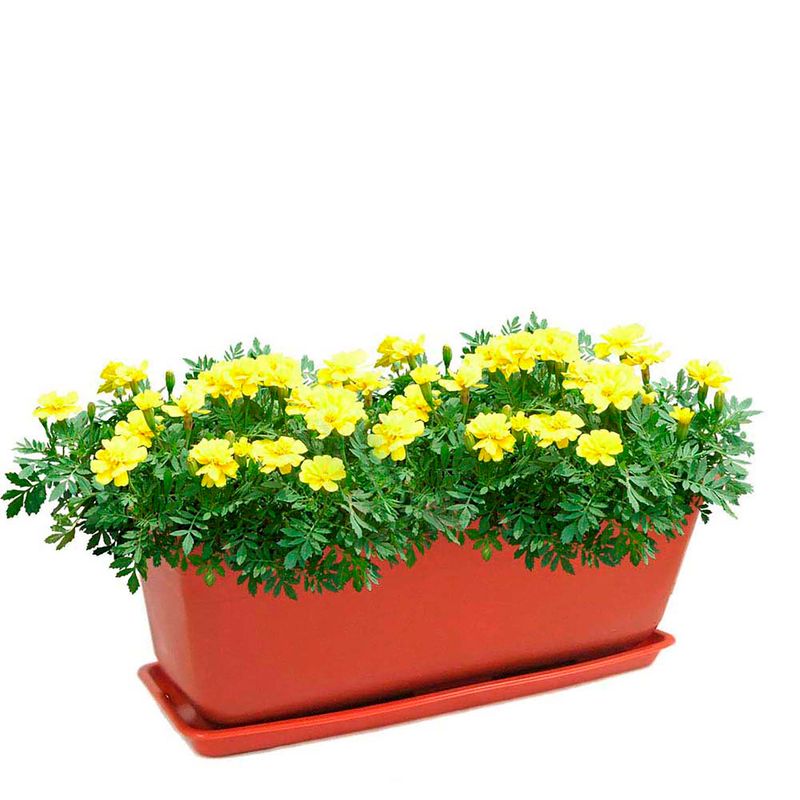 Maceta-plastica-rectangular-MARBELO-pequeña-con-base