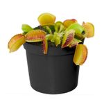 Mini-planta-carnivora-decorativa-para-interiores